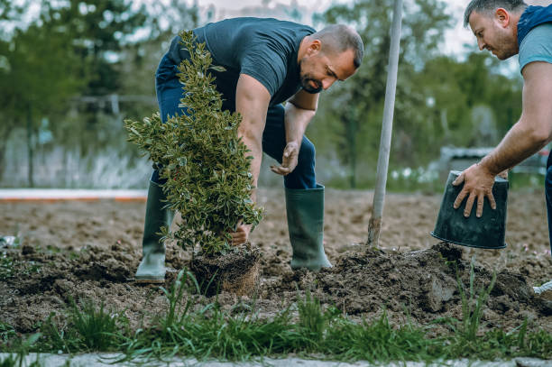 Best Stump Grinding and Removal  in Memphis, TN