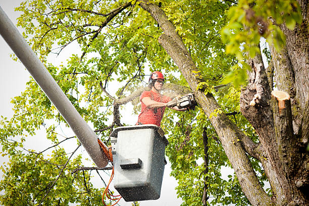 Best Emergency Tree Removal  in Memphis, TN